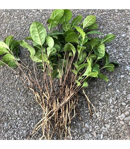 Amazon.co.jp: チャ（お茶の木）：やぶきた茶4～5号ポット5株セット