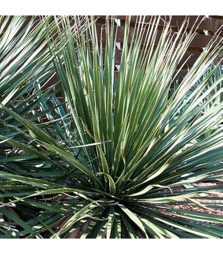 Amazon｜アガベ アメリカーナ 苗 10本 根付き 観葉植物｜観葉植物 
