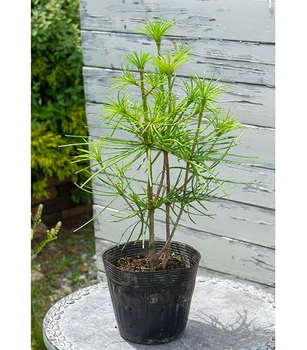 Amazon.co.jp: 庭木の苗 コウヤマキ(高野槙、高野槇) 苗木 : DIY・工具