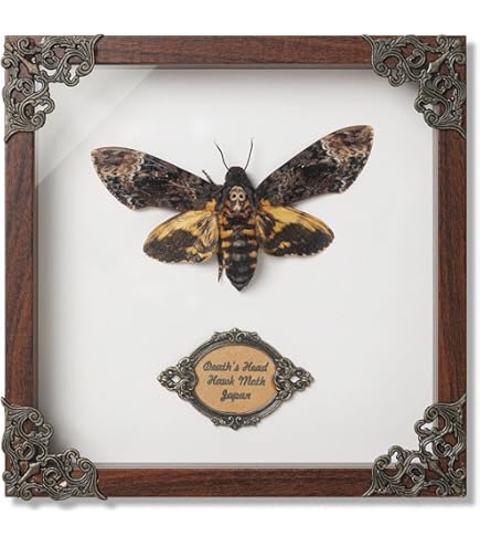 Amazon.co.jp: 本物の巨大な鳥を食べるタランチュラ EURYPEIMA