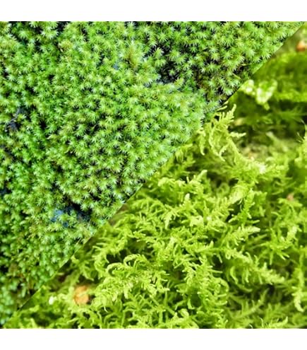 【美品】MOSS LEGIT 163cm Amazon.co.jp: Moss Moss Mini Pack (S1) 6.1 x 3.8 inches (154