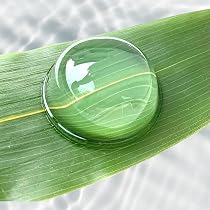Amazon | タヌマ 水わらびもち雫 黒蜜・きな粉別売り 20食入り 和菓子