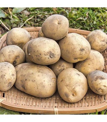Amazon.co.jp: じゃがいも 九州産 新ばれいしょ 10kg 新じゃが 食品
