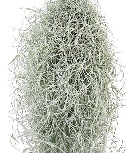Amazon｜Tillandsia sprengeliana 'Coastal form' エアープランツ