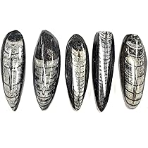 直角石　モロッコ・ブーティシュラ山産 化石 直角石 モロッコ・ブーティシュラ山産 化石 直角石モロッコ