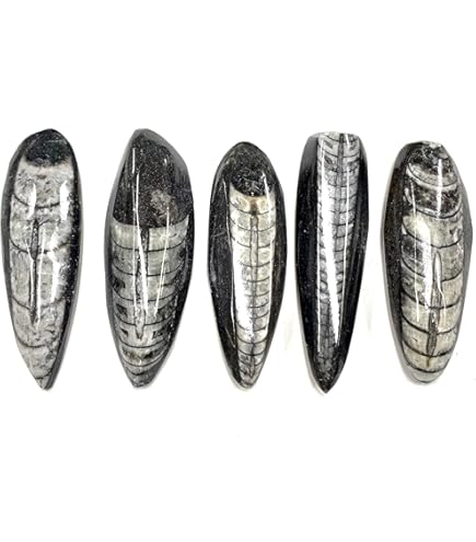 アンモナイト化石 12.0㎝(296) 母岩付き パイライト アンモナイト 化石 本物 129.14mm fang2