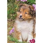 犬 iPhone(640×960)壁紙 シェットランド・シープドッグ 犬 iPhone(640×960)壁紙 シェットランド・シープドッグ