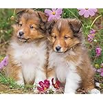 犬 Android(960×800)待ち受け シェットランド・シープドッグ 犬 Android(960×800)待ち受け シェットランド・シープドッグ