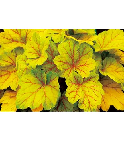 Amazon｜ハッピーガーデン 花苗 ヒューケラ ライムラッフルズ 2.5～3.5