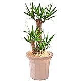 花のギフト社 青年の木 ユッカ 7号鉢 インテリアバスケット 観葉植物 グリーン