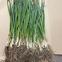 Amazon | ねぎ苗 石倉根深太 一本ネギ 100本 抜き苗 岡山県産 | 野菜