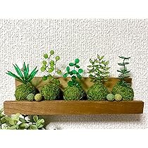 販売再開★完全品/ハイ苔5年物5個セット/庭や苔玉/厚約2cm/長47幅32 楽天市場】苔 這苔(ハイゴケ)大トレー(5枚セット) はいごけ 苔