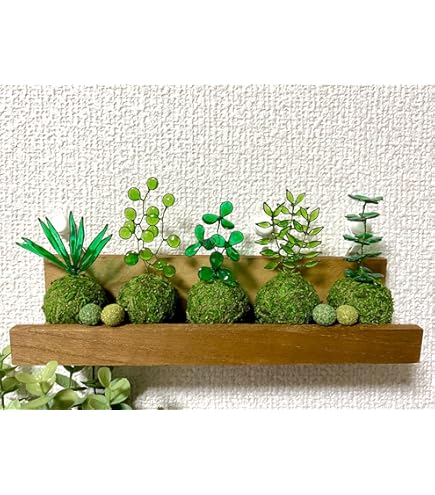 Amazon｜【charm】（食虫植物）苔テラリウム ハエトリソウ ガラス