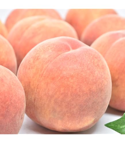 Amazon.co.jp: 鹿児島県産 プラム いぐり すもも 5kg 加工用 : 食品