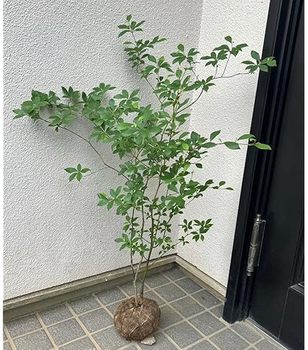 Amazon.co.jp: 庭木 植木 ：クロモジ（黒文字）*くろもじ 単木 佐川