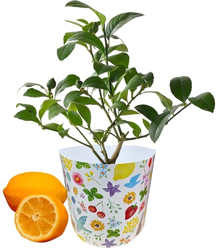 Amazon.co.jp: 花のギフト社 レモン 苗木 実つき 鉢植え 国産 レモンの