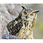 フクロウ Android(960×800)待ち受け Eulen 2021: Broschuerenkalender mit Ferienterminen. Eulen, Jaeger der Nacht フクロウ Android(960×800)待ち受け Eulen 2021: Broschuerenkalender mit Ferienterminen. Eulen, Jaeger der Nacht