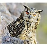 フクロウ Android(960×854)待ち受け Eulen 2021: Broschuerenkalender mit Ferienterminen. Eulen, Jaeger der Nacht フクロウ Android(960×854)待ち受け Eulen 2021: Broschuerenkalender mit Ferienterminen. Eulen, Jaeger der Nacht