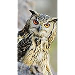 フクロウ iPhoneSE/5s/5c/5 壁紙 視差効果 Eulen 2021: Broschuerenkalender mit Ferienterminen. Eulen, Jaeger der Nacht フクロウ iPhoneSE/5s/5c/5 壁紙 視差効果 Eulen 2021: Broschuerenkalender mit Ferienterminen. Eulen, Jaeger der Nacht