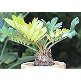 【観葉植物／種子】Zamiaザミア/ソテツ/蘇鉄 5粒 (Furfuracea) [並行輸入品]