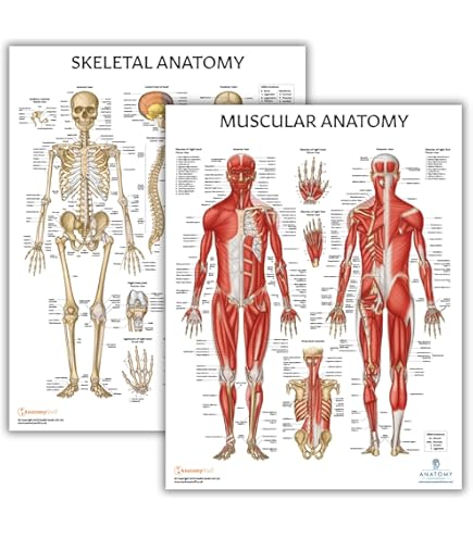 Amazon.co.jp: Palace Learning Muscular System Anatomical Poster