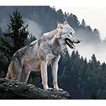 オオカミ QHD(1080×960) Wolves/Wölfe 2023: Kalender 2023 オオカミ QHD(1080×960) Wolves/Wölfe 2023: Kalender 2023