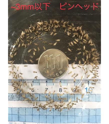 清潔コオロギ　S〜Mサイズ　2kg 冷凍コオロギ　クロコオロギ　フタホシコオロギ 楽天市場】【冷凍】冷凍コオロギ 100匹パック（フタホシコオロギ）（T2