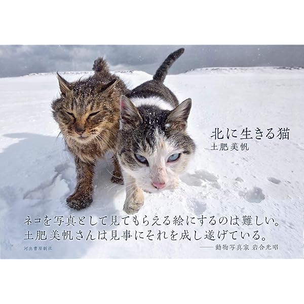ねこ◎様♥️オーダーページ♥️2便になります みんなケンジを好きになる | 土肥 美帆 |本 | 通販 | Amazon