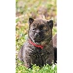 犬 iPhoneSE/5s/5c/5(640×1136)壁紙 甲斐犬 犬 iPhoneSE/5s/5c/5(640×1136)壁紙 甲斐犬