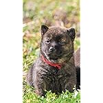 犬 HD(720×1280)壁紙 カレンダー2024 Dogs 犬 HD(720×1280)壁紙 カレンダー2024 Dogs