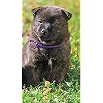 犬 iPhoneSE/5s/5c/5(640×1136)壁紙 甲斐犬 犬 iPhoneSE/5s/5c/5(640×1136)壁紙 甲斐犬