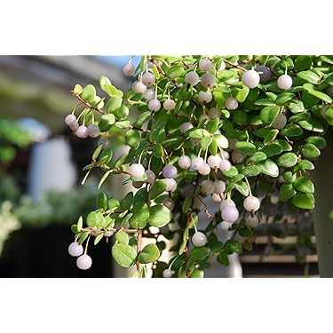 kirkxxx1 未草５種類セット◌。˚✩（開花間近 若苗&春発芽幼苗） kirkxxx1 未草5種類セット◌。˚✩（開花間近 若苗&春発芽