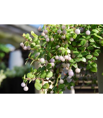 Amazon｜OZ-Plants 真珠コケモモ（シンジュコケモモ） 5号吊り鉢 1個