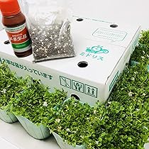 ヒメイワダレソウ　白色　140鉢　7.5cmポット 通販インテリア・住まい・小物 - ヒメイワダレソウ 白色 140鉢