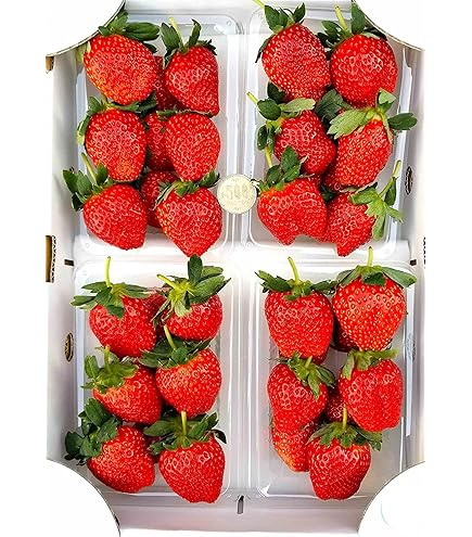 Amazon.co.jp: 【☆加工用 夏秋いちご】常識を超えた甘さ「夏いちご