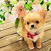 犬 Ipad壁紙 トイプードル 令和動物カレンダー その他 スマホ用画像 犬 Ipad壁紙 トイプードル 令和動物カレンダー その他 スマホ用画像