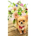 犬 iPhone8,7,6 Plus 壁紙 拡大(1125×2001) おすましわんちゃん