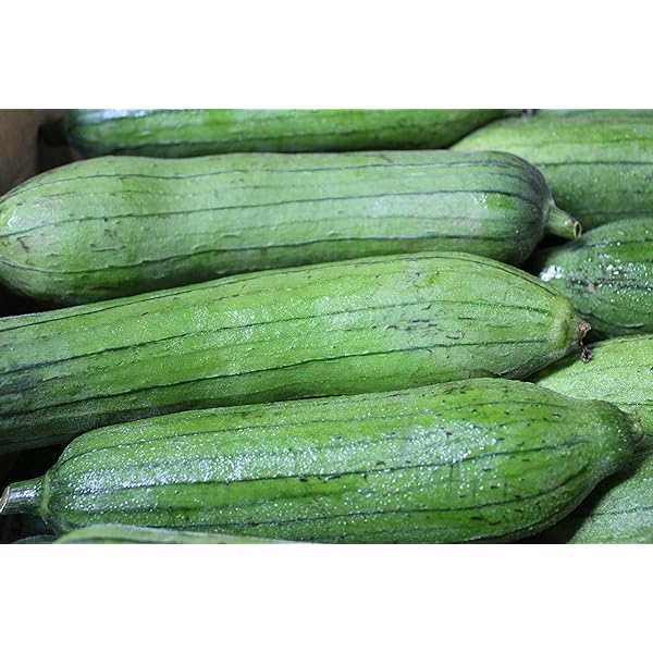 Amazon.co.jp: ナーベーラー5㎏ サラダ用のヘチマ きめが細かい