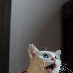 猫の人気壁紙画像 猫侍「玉之丞」