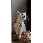 猫 壁紙 スマポ 猫 壁紙 スマポ
