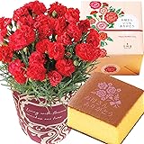 花のギフト社 母の日 花とスイーツ 花 鉢植え カーネーション 花鉢 プレゼント お菓子 スイーツ