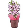 花のギフト社 デンドロビウム 洋蘭 鉢花 鉢植え 花鉢 花 プレゼント ギフト デンドロビューム