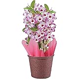 花のギフト社 デンドロビウム 洋蘭 鉢花 鉢植え 花鉢 花 プレゼント ギフト デンドロビューム