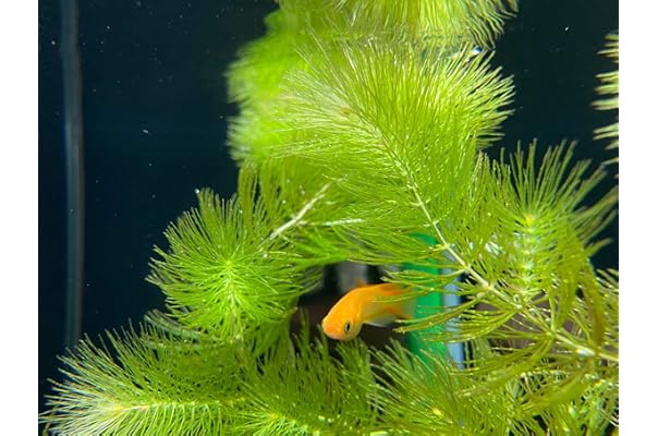 Amazon Co Jp 新着ランキング 生体 水草 の新着ランキングです