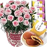 花のギフト社 母の日 花とスイーツ 花 鉢植え カーネーション 花鉢 プレゼント お菓子 スイーツ