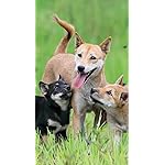 犬 iPhoneSE/5s/5c/5(640×1136)壁紙 柴犬 犬 iPhoneSE/5s/5c/5(640×1136)壁紙 柴犬