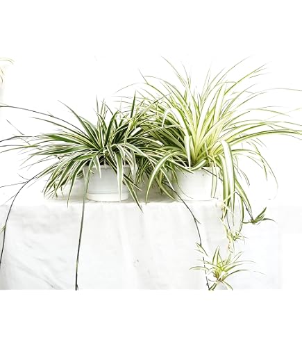 Amazon｜《一時非表示》（観葉植物）オリヅルラン 吊り鉢タイプ 5～6
