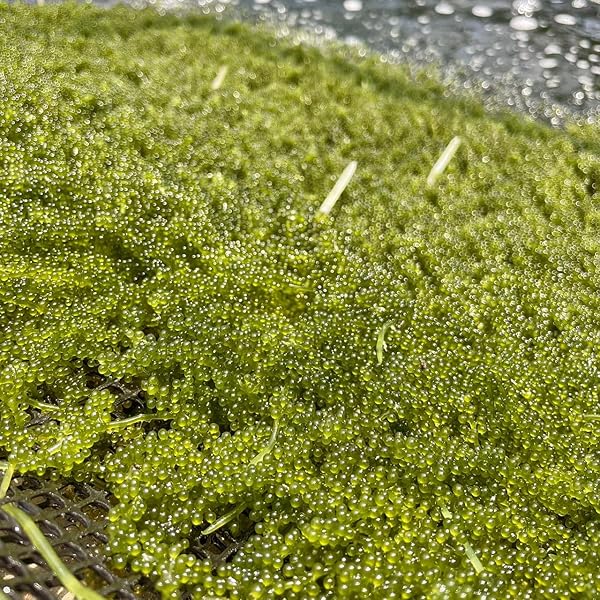 Amazon | 海ぶどう 新鮮 やんばる産海ぶどう 茎つき2000g