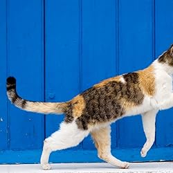 猫 壁紙 スマポ 猫 壁紙 スマポ