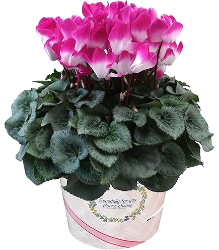 Amazon｜シクラメン「ミルキーガール」（5寸）｜観葉植物 オンライン通販